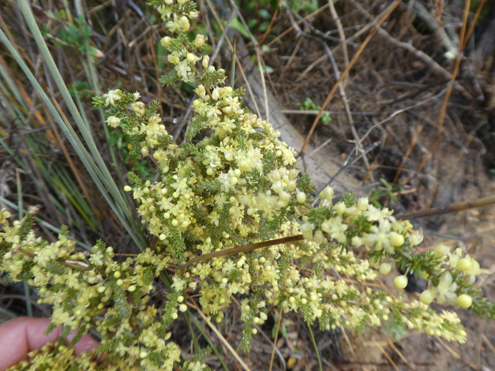 Asparagus acutifolius